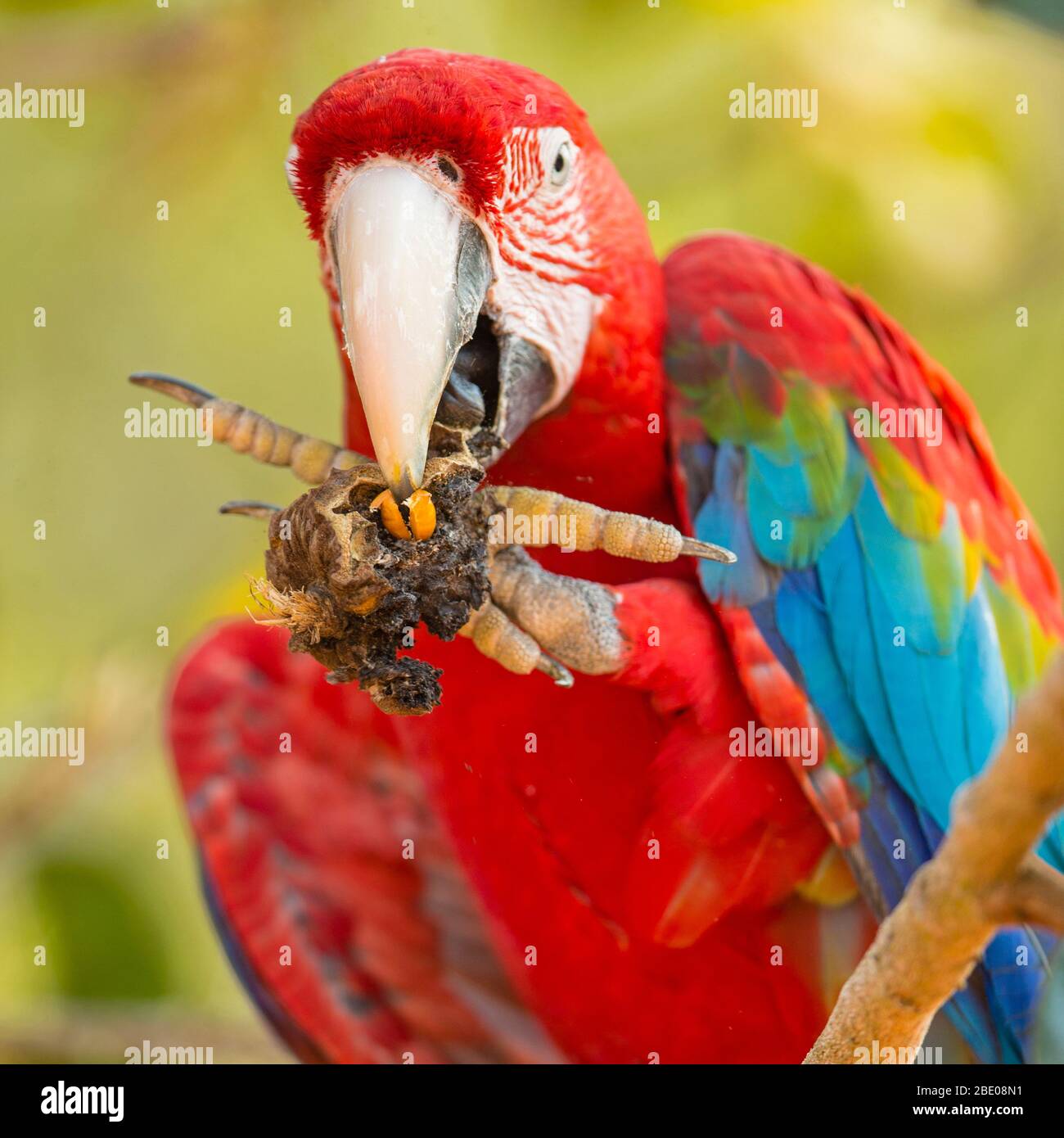 Portrait de macaw rouge et vert, Porto Jofre , Mato Grosso, rivière Cuiaba, près de l'embouchure des trois frères du nord du Pantanal, Brésil. Banque D'Images