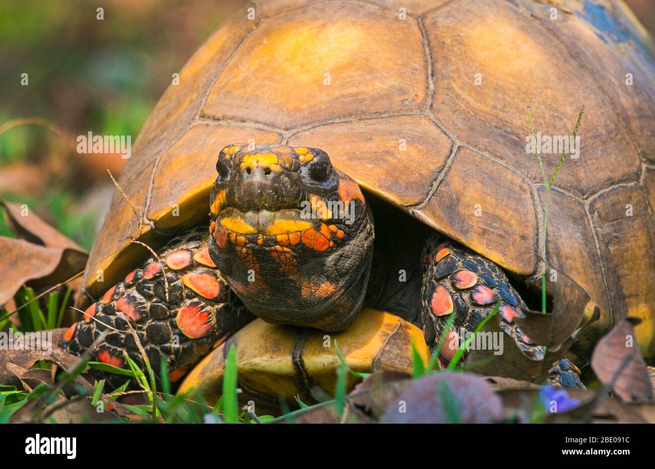 Près de la tortue rouge, Porto Jofre , Mato Grosso, rivière Cuiaba, près de l'embouchure des trois frères du nord du Pantanal, Brésil Banque D'Images