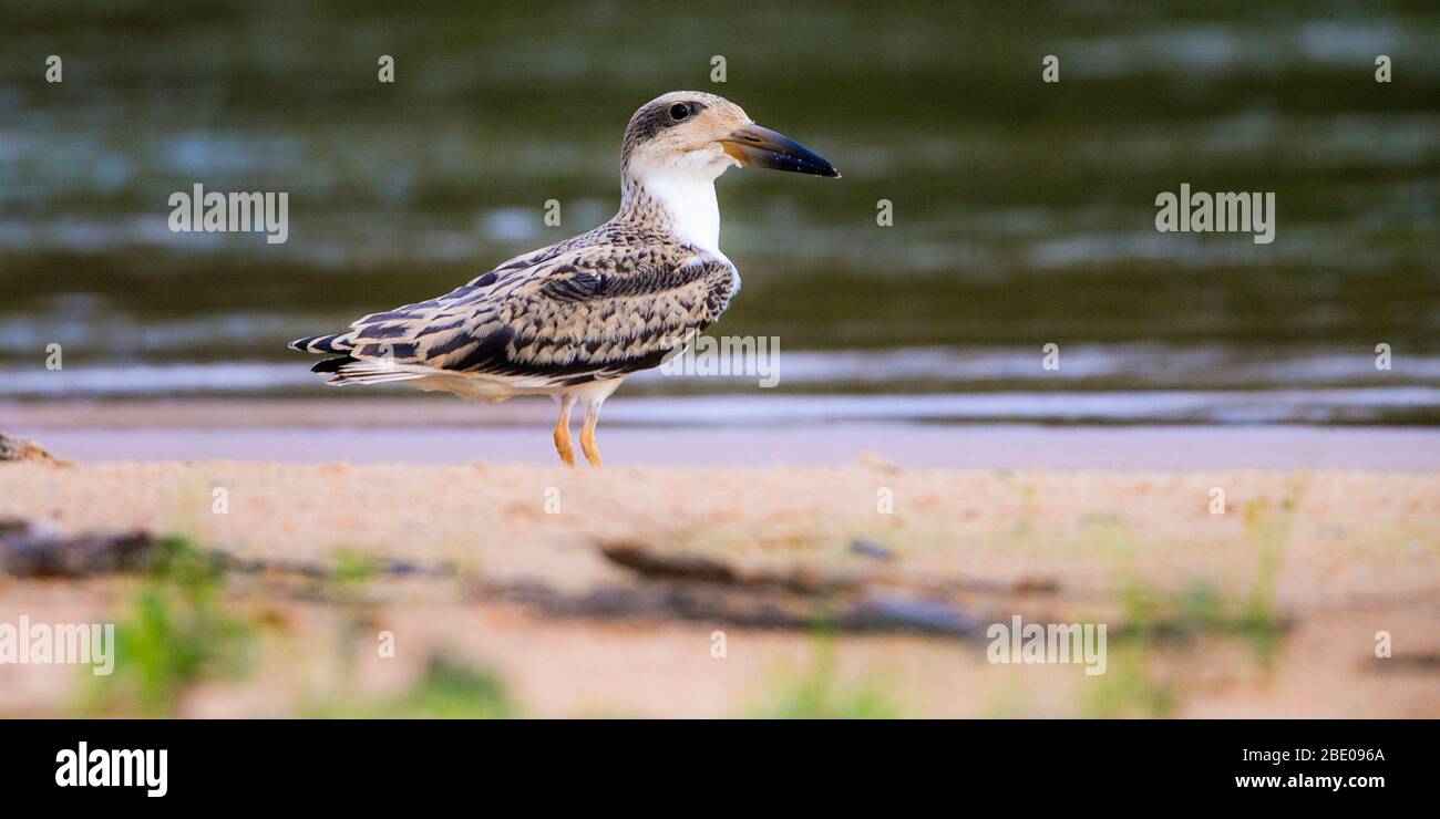 Portrait de la poussin de skimmer noire, Porto Jofre , Mato Grosso, rivière Cuiaba, près de l'embouchure des trois frères dans le nord du Pantanal, Brésil Banque D'Images