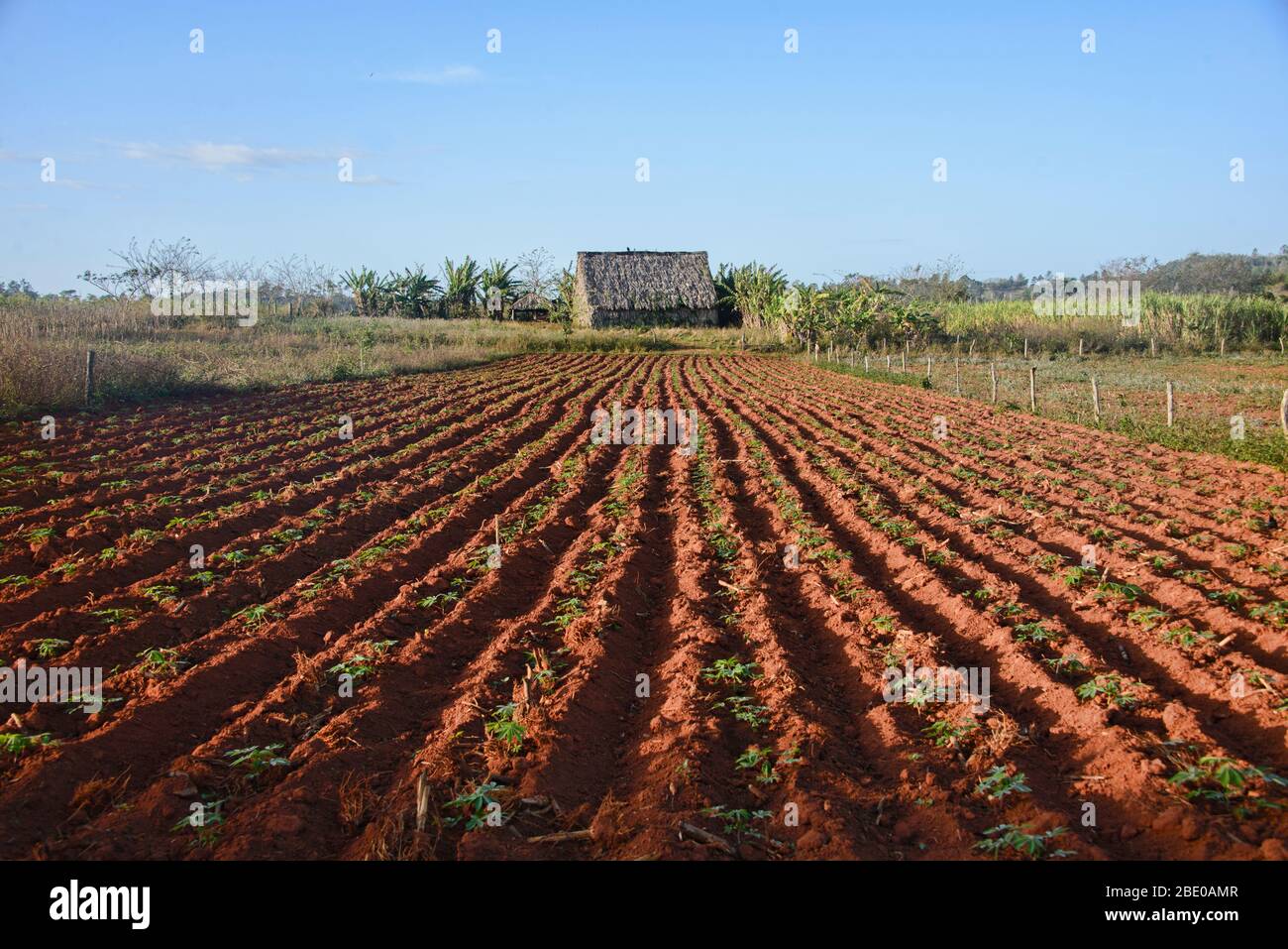 Ferme de tabac, Viñales, Cuba Banque D'Images