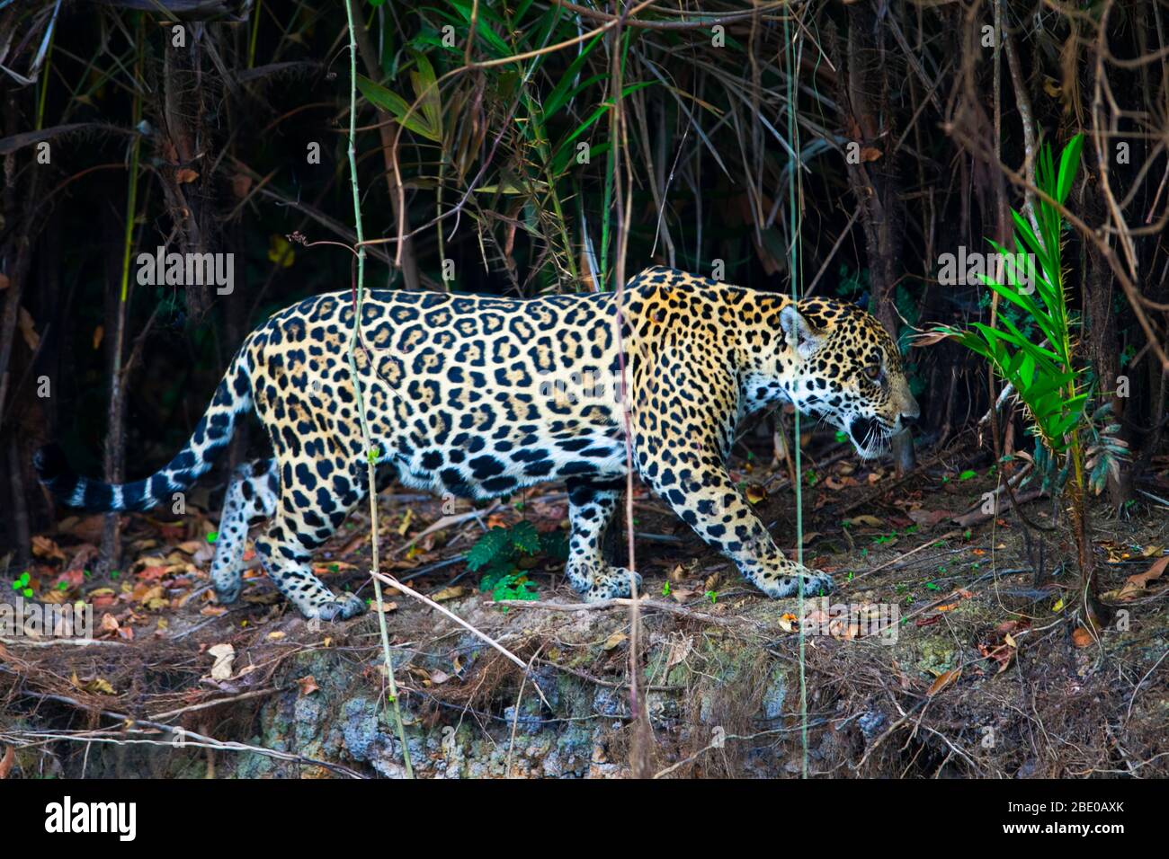 Jaguar (Pantana onca) en marchant sur la rive, Porto Jofre, Pantanal, Brésil Banque D'Images