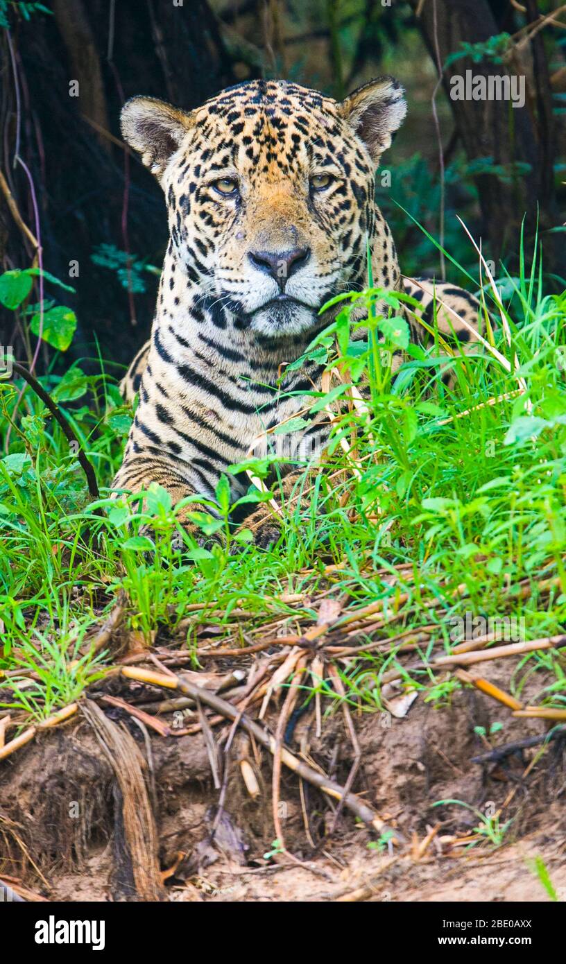Portrait de jaguar (Pantana onca) reposant dans l'herbe, Porto Jofre, Pantanal, Brésil Banque D'Images