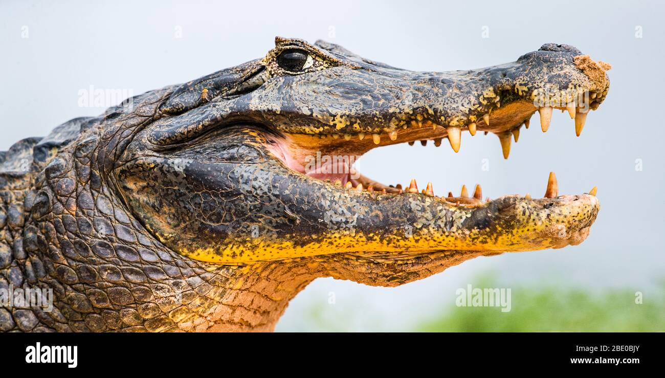 Pantanal cayman Head, Porto Jofre, Mato Grosso, Brésil Banque D'Images