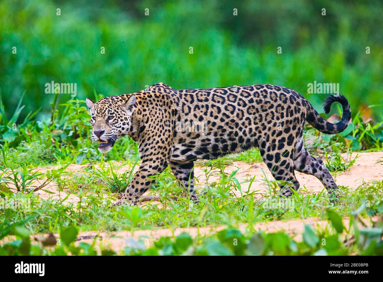 Vue de profil Jaguar (Panthera onca), Porto Jofre, Mato Grosso, Brésil Banque D'Images