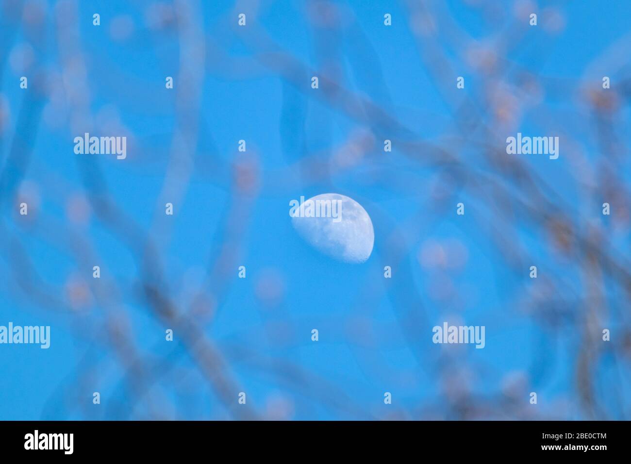 Lune blanche demi-lumière de jour sur ciel bleu se rapprochez, regardez par des branches floues. Vue agrandie du télescope de la lune en pleine croissance de jour avec zoom détaillé Banque D'Images
