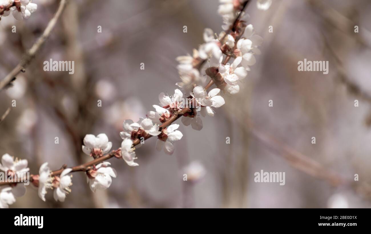 Fleurs de cerisier rose blanc sépia beige gros plan. Romantique couleur dégradée style vintage printemps délicat pétales de fleurs nature détails macro avec bl Banque D'Images