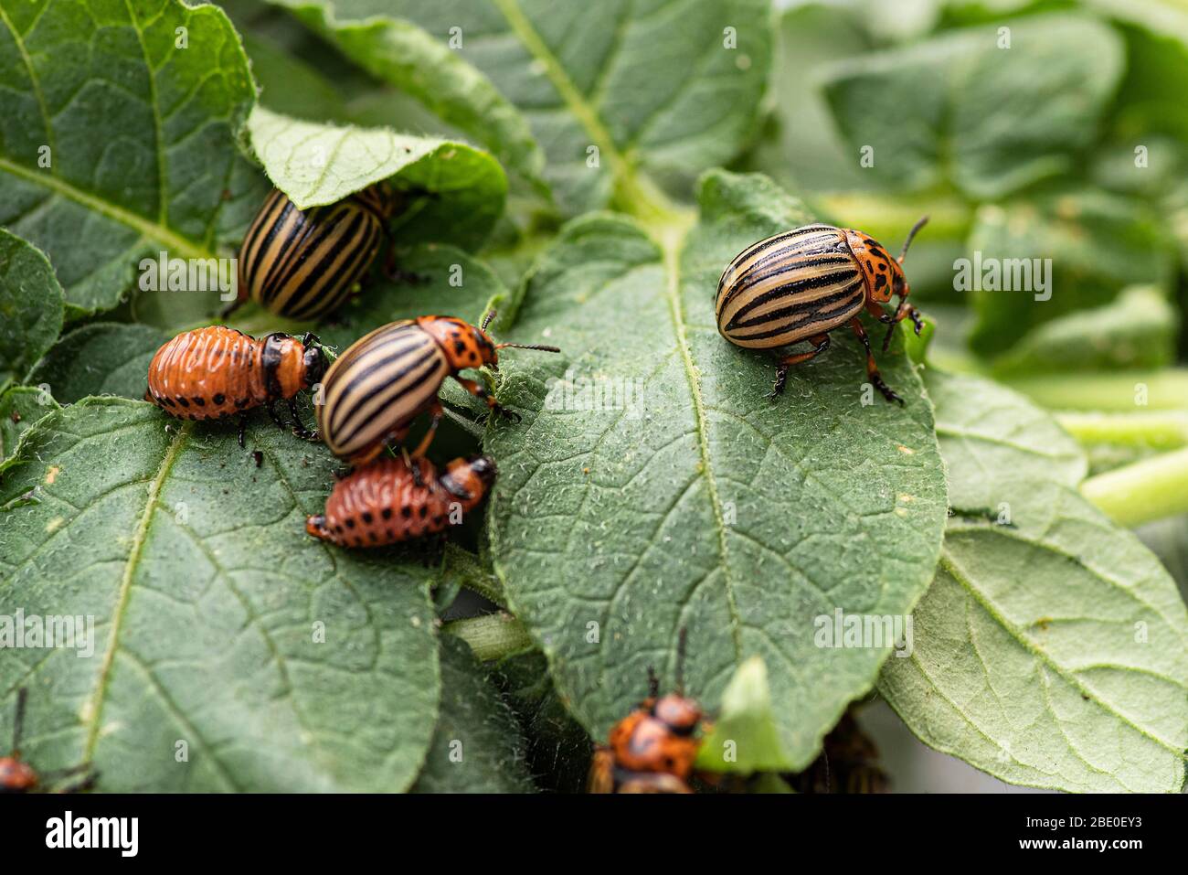 Potato Bugs Banque D Image Et Photos Alamy