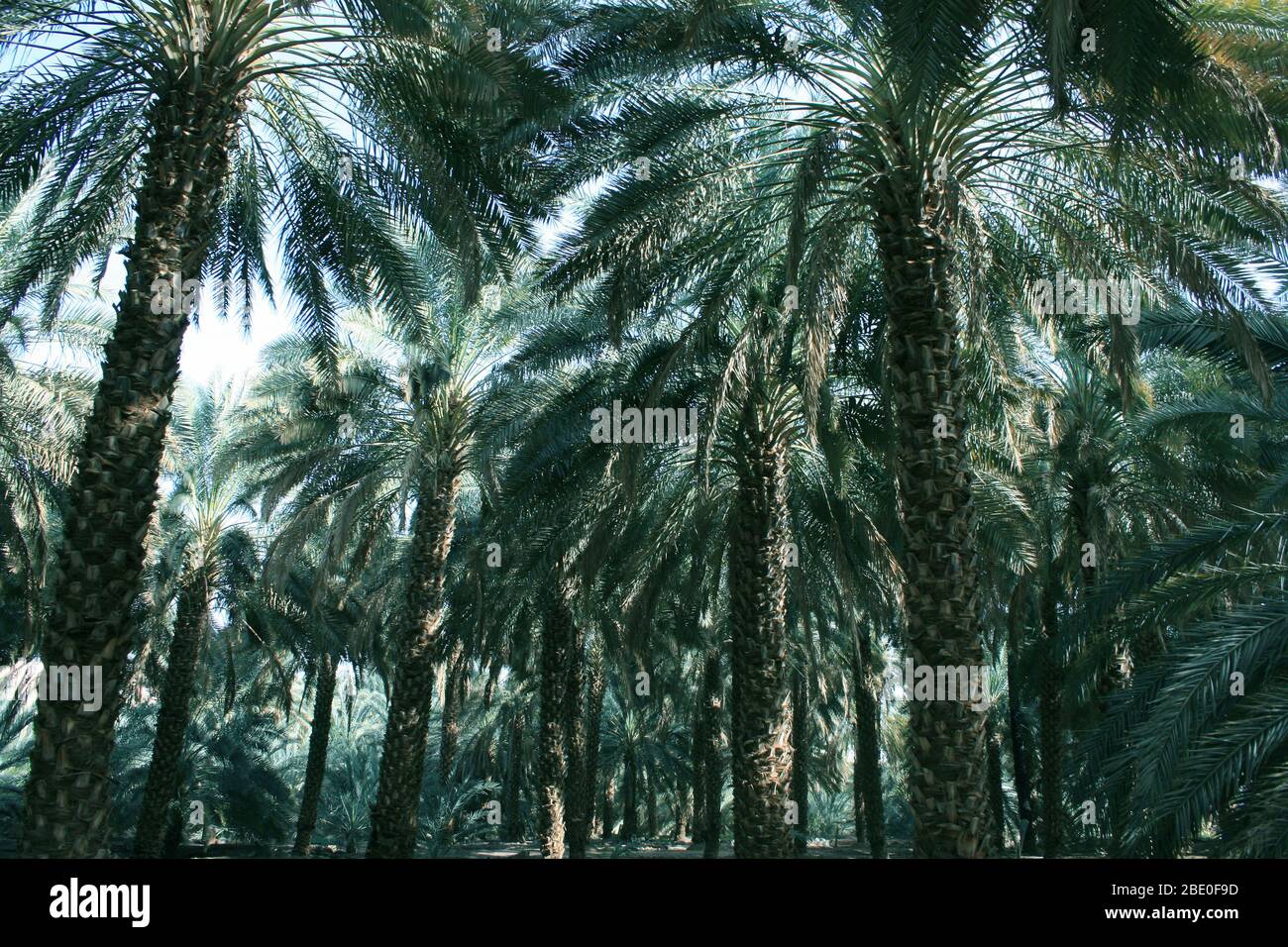 Date fruit Garden à Medina , Arabie Saoudite Banque D'Images