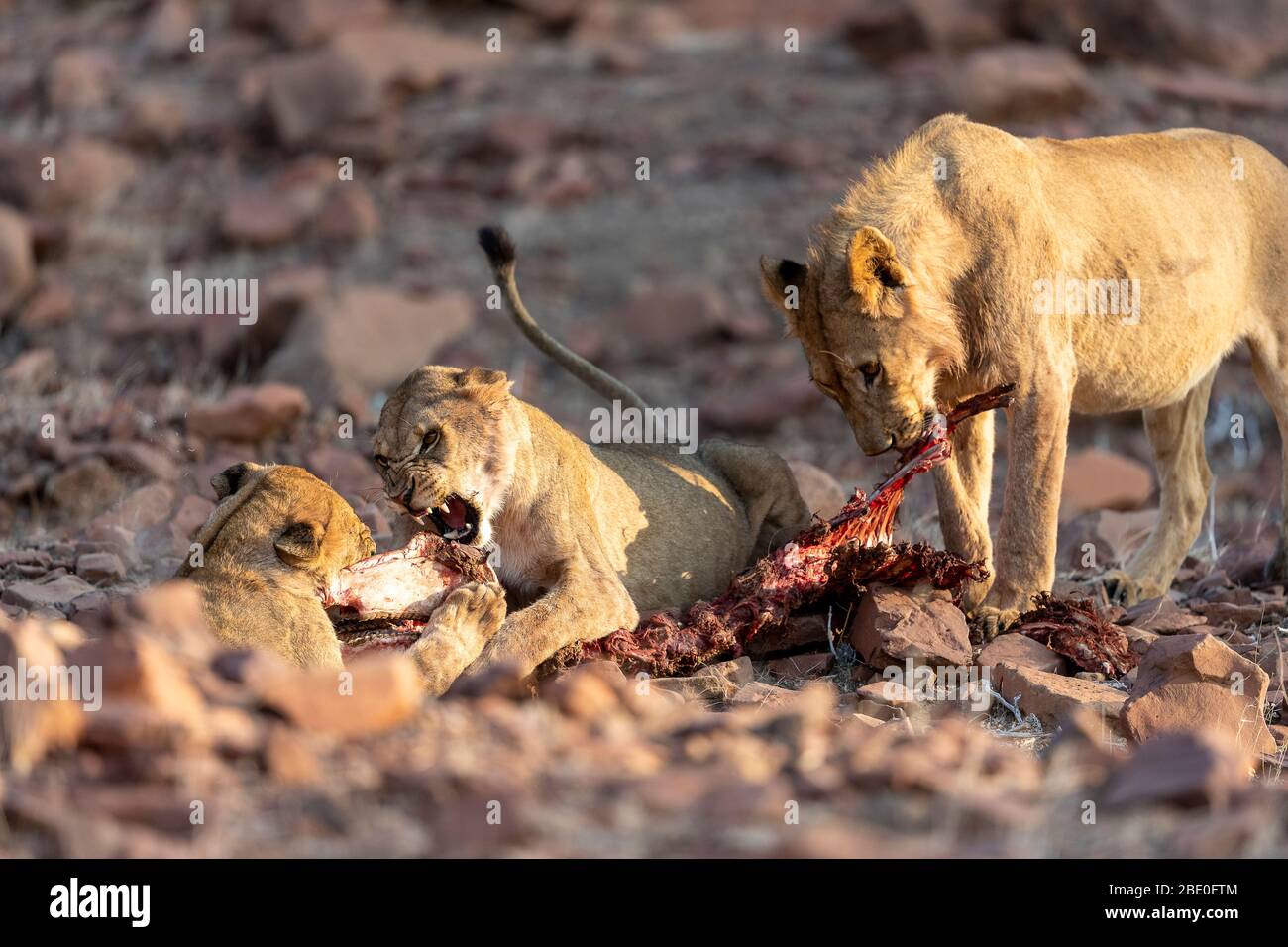 un groupe de combats de lion pour la carcasse d'un zébré Banque D'Images