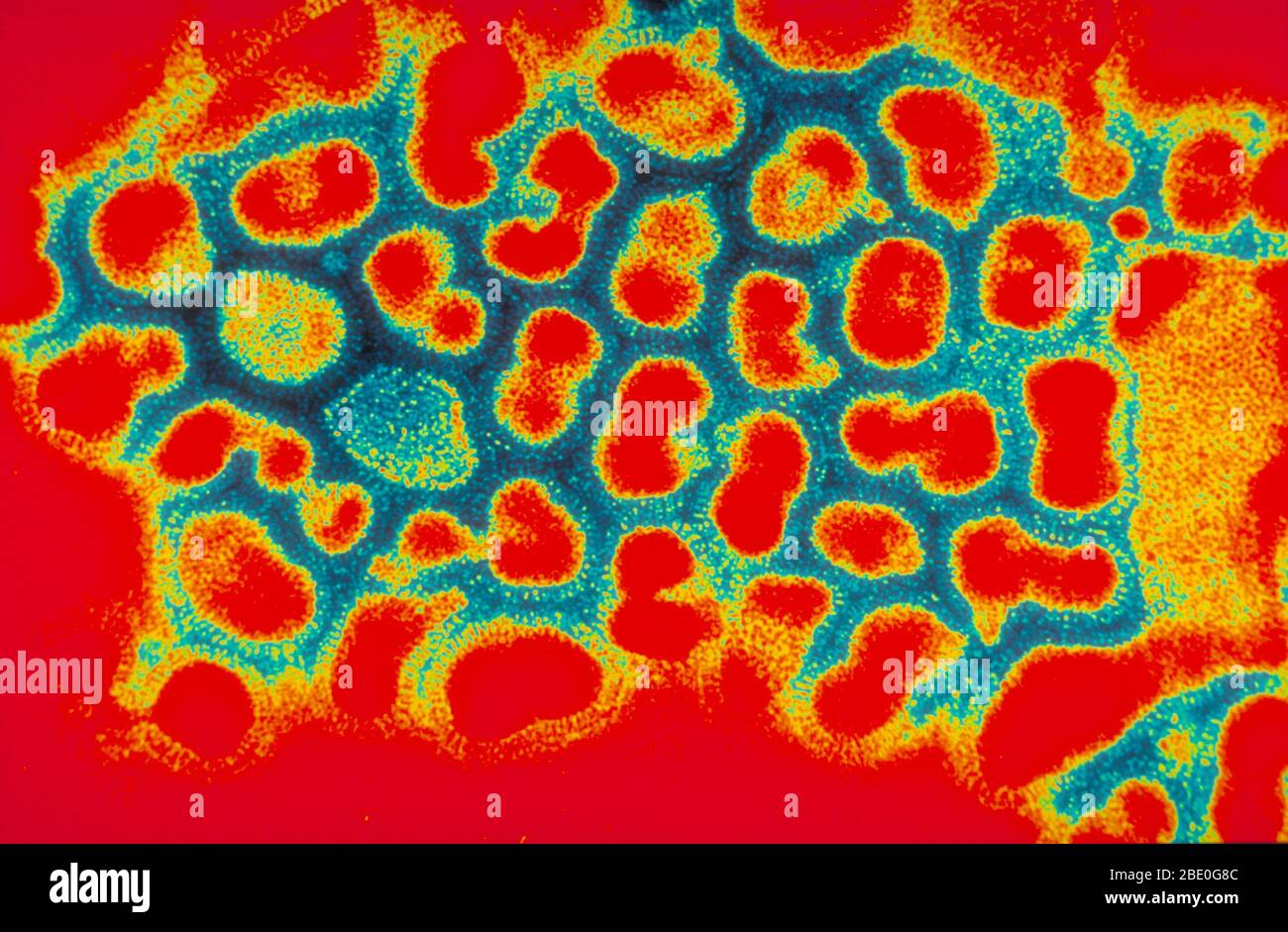 Transmission électronique micrographe de la grippe A. le virus de la grippe A cause la grippe chez les oiseaux et certains mammifères et est la seule espèce du virus de la grippe A. le virus de la grippe A est un genre de la famille des virus Orthomyxoviridae. Des souches de tous les sous-types de virus de l'influenza A ont été isolées des oiseaux sauvages, bien que la maladie soit rare. Certains isolats du virus de l'influenza A causent des maladies graves à la fois chez la volaille domestique et, rarement, chez l'homme. Occasionnellement, des virus sont transmis des oiseaux aquatiques sauvages à la volaille domestique, ce qui peut provoquer une éclosion ou donner lieu à des pandémies de grippe humaine Banque D'Images