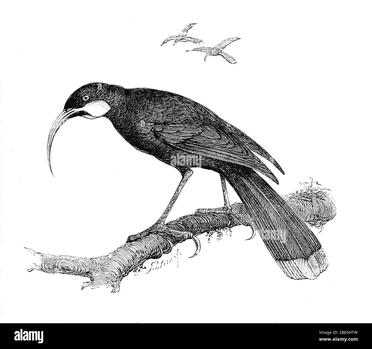 Le huia (Heteralocha acutirostris) était la plus grande espèce de cortlebird de Nouvelle-Zélande, endémique à l'île du Nord de la Nouvelle-Zélande. Son extinction au début du XXe siècle a eu deux causes principales. La première était la chasse excessive généralisée pour se procurer des peaux de huia pour des spécimens montés, qui étaient à la demande mondiale des musées et des collectionneurs privés riches. Huia a également été chassé pour obtenir leurs longs et frappants plumes de queue pour des décorations de chapeau à la mode locale. La deuxième cause majeure d'extinction a été la déforestation généralisée des basses terres de l'île du Nord par les colons européens pour créer des pasteurs Banque D'Images