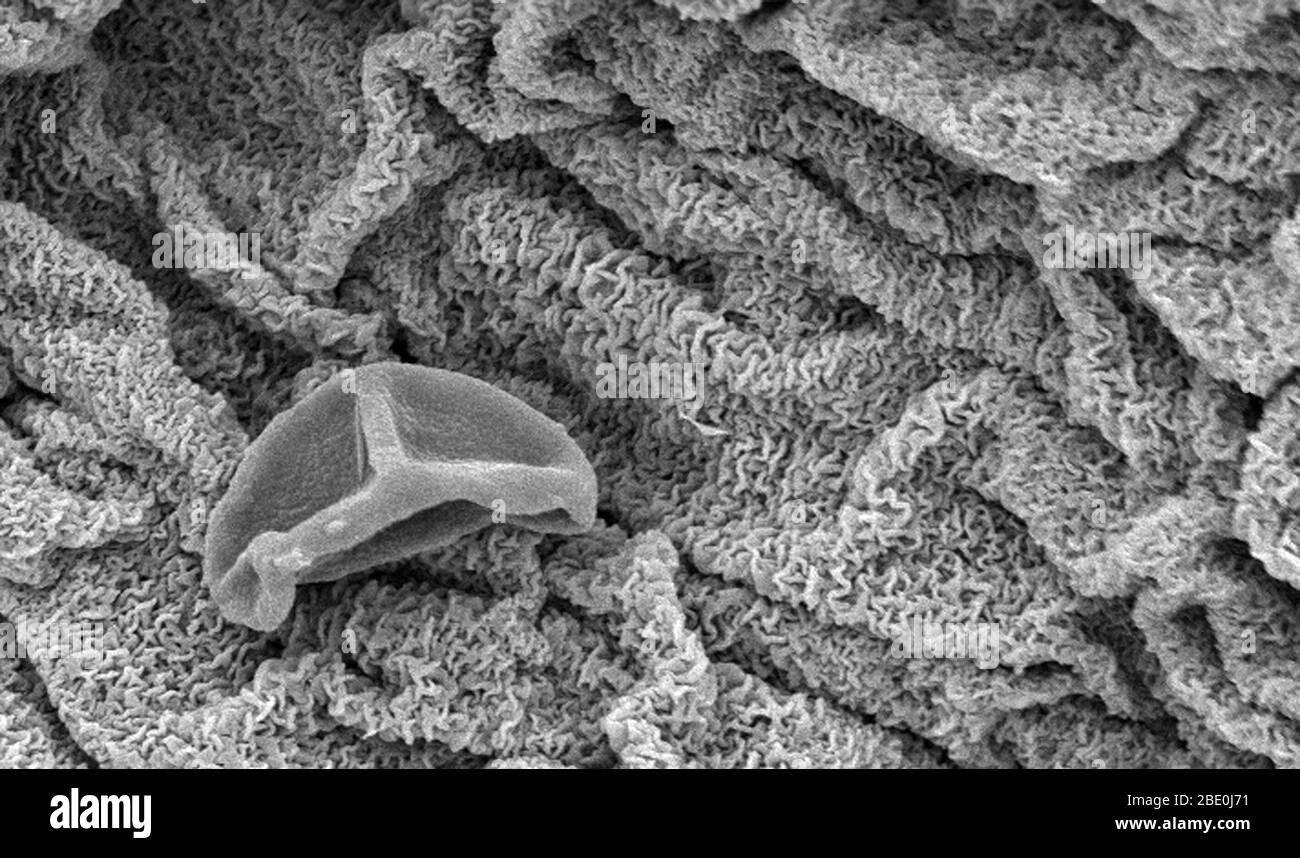 Sous un fort grossissement de 1421x, ce micrographe électronique à balayage (SEM) a révélé une partie de l'ultrastructure morphologique trouvée sur le pétale d'une espèce non identifiée de fleur de 'piderwort', Tradescantia sp. Notez la myriade de textures comprenant la surface du pétale, une structure qui est en fait une feuille modifiée. Un seul grain de pollen était au repos au sommet du pétale dans ce champ de vision. Les trois pétales de cette espèce particulière de Tradescantia étaient de couleur bleu-violet, accentuée par six anthères produisant du pollen jaune vif, qui étaient assis au sommet des extrémités de leurs filaments bleu-violet gratuits Banque D'Images