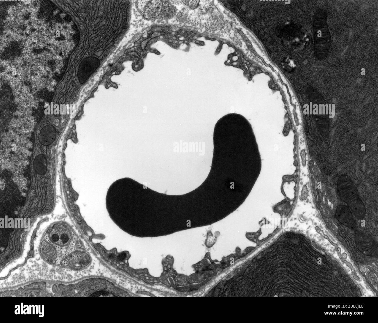 Micrographe électronique de transmission (TEM) d'une section mince coupée dans le pancréas (mammifères). Cette image montre un capillaire dans le tissu pancréatique (cellules acinaires dans cette image). Noter l'abondance du réticulum endoplasmique rugueux dans les cellules acinaires. Il y a une cellule de sang rouge dans le capillaire. La doublure capillaire est constituée de cellules endothéliales longues et minces, reliées par des jonctions serrées. L'image montre la fenestration de ces cellules endothéliales. L'image montre également des vésicules synaptiques dans le neurone (cellule nerveuse) près du capillaire. Banque D'Images
