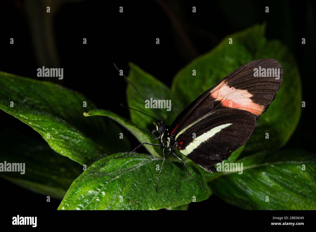 Postman buttfly, Heliconius melpomene, Nymphalidae, réserve forestière de Monteverde Cloud, Costa Rica, Centroamerica Banque D'Images