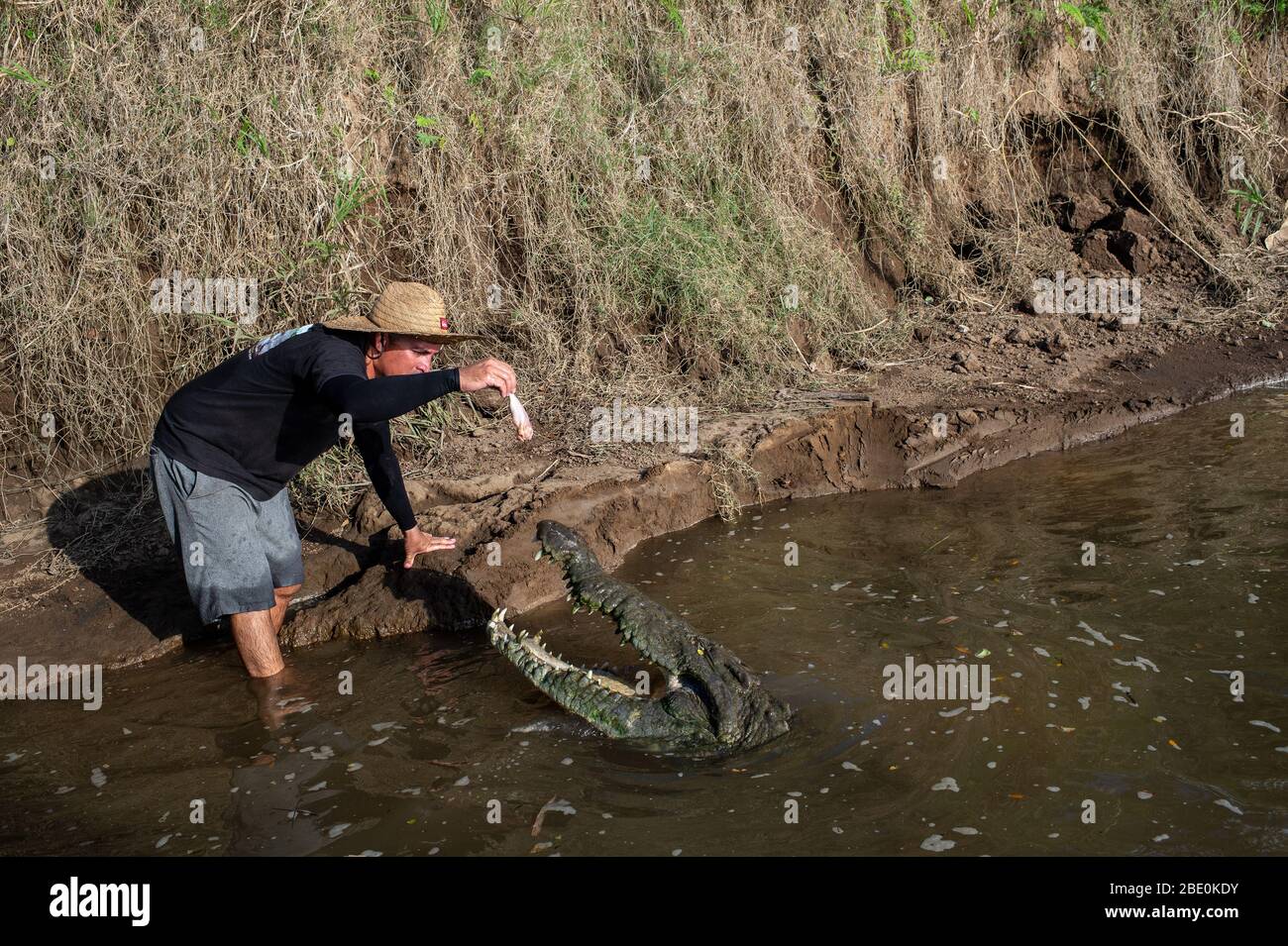 Alimentation américaine des crocodiles, Crocodylus acutus, Crocodylidae, Rio Tarcoles, Costa Rica, Centroamerica Banque D'Images