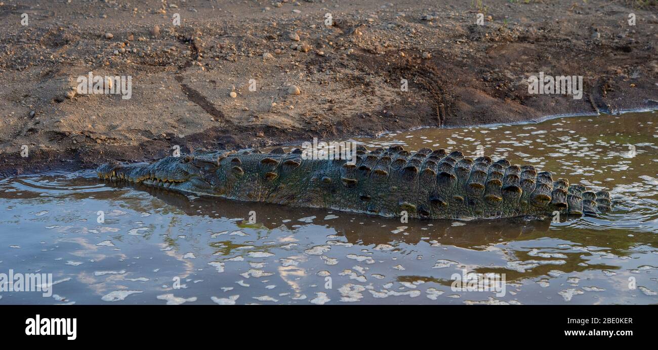 Crocodile, Crocodylus acutus, Crocodylidae, Rio Tarcoles, Costa Rica, Centroamerica Banque D'Images