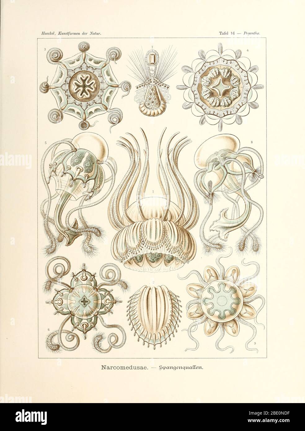 Narcomedusae, de Kunstformen der Natur, d'Ernst Haeckel, 1904 Banque D'Images