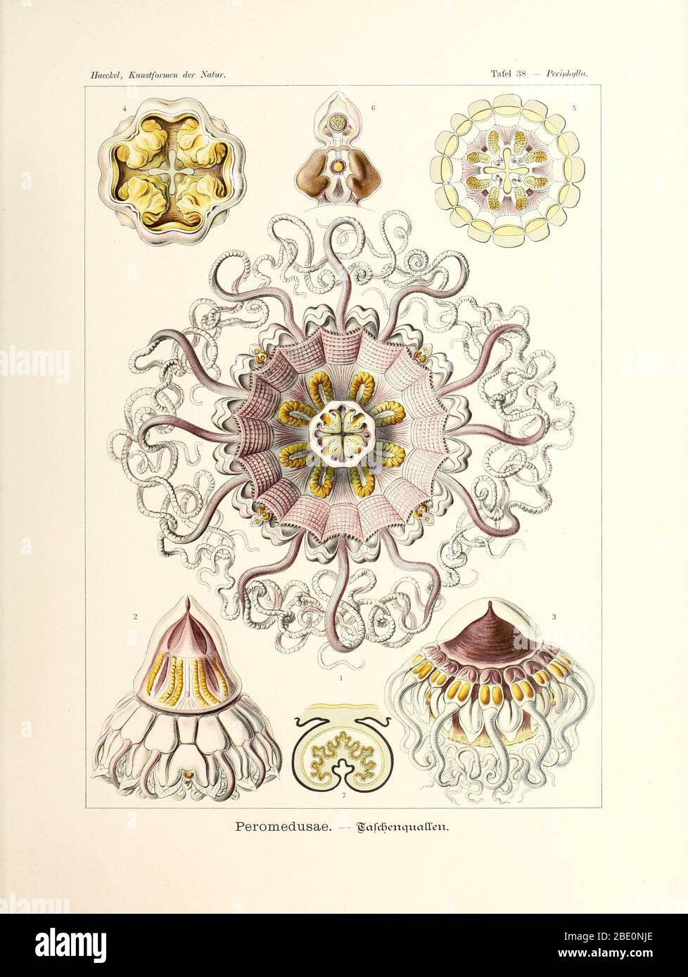 Peromedusae de Kunstformen der Natur d'Ernst Haeckel, 1904 Banque D'Images