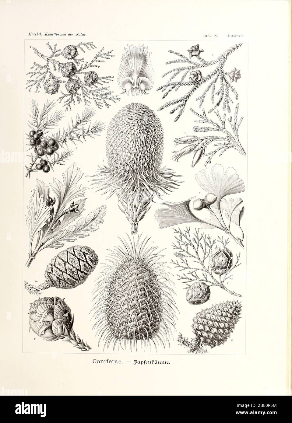 De Kunstformen der Natur d'Ernst Haeckel, 1904 Banque D'Images
