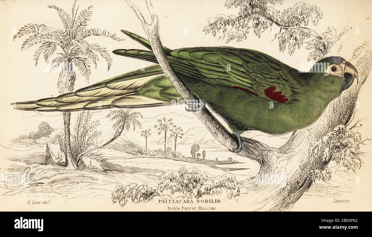 Macaw à épaulettes rouges, Diopsittaca nobilis. (Mécaw de perroquet noble, Psittacara nobilis.) Gravure en copperplate de couleur à la main par William Lizars après une illustration d’Edward Lear de Prideaux J. Selby’s The Natural History of Parrots dans la bibliothèque Naturaliste de Sir William Jardine : ornithologie, Lizars, Édimbourg, 1836. Banque D'Images