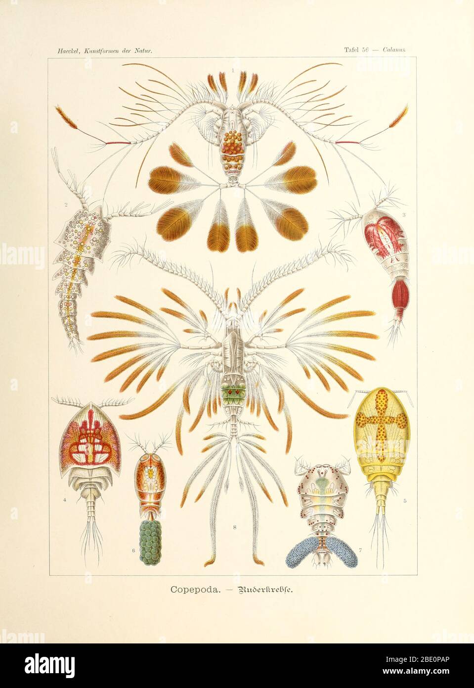 De Kunstformen der Natur d'Ernst Haeckel, 1904 Banque D'Images