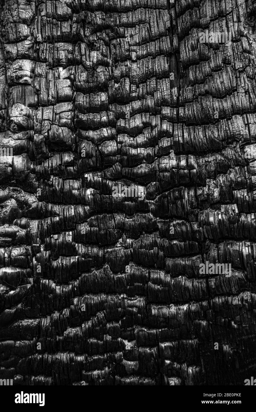 Gros plan sur un tronc d'arbre brûlé Banque D'Images