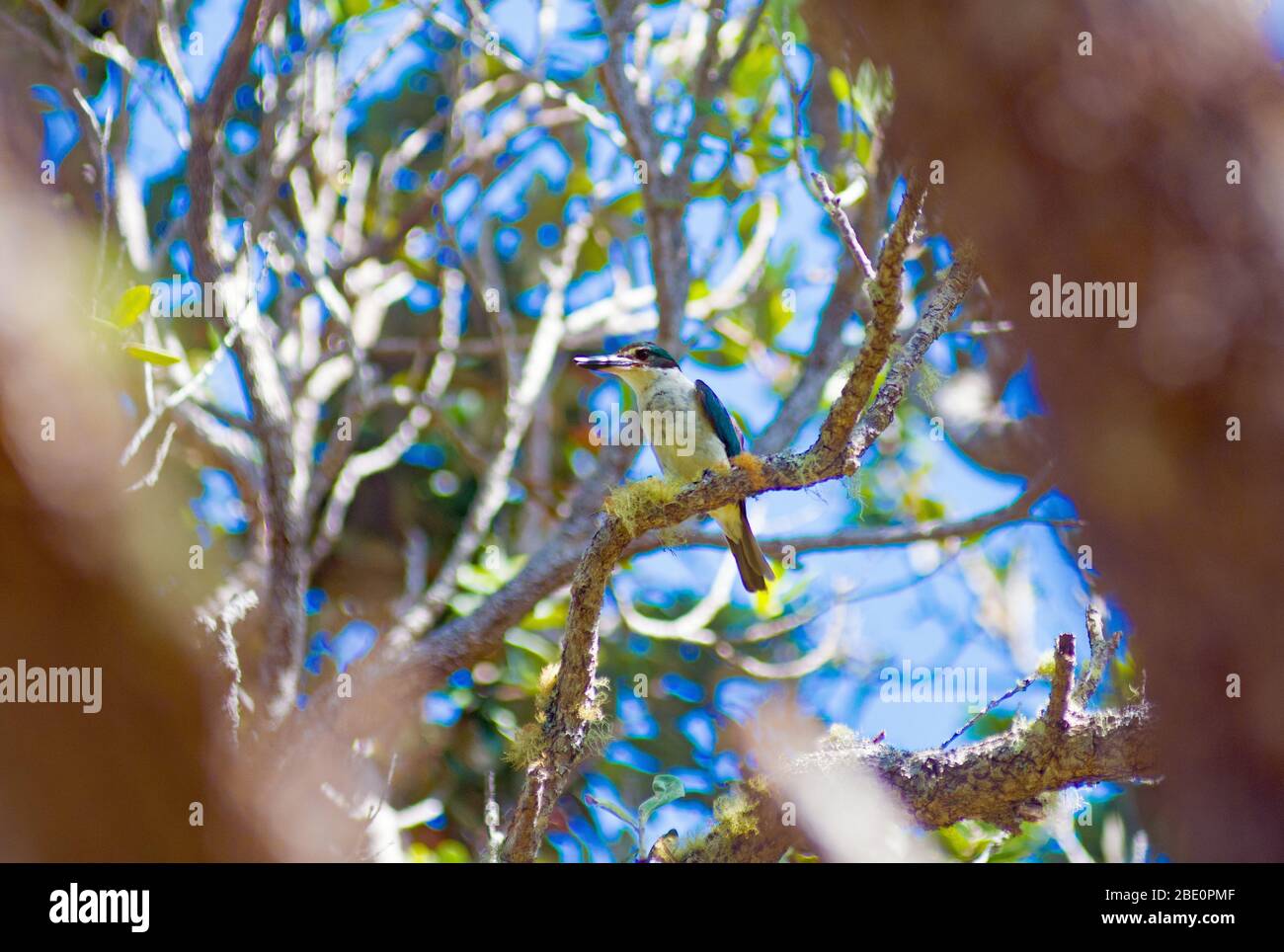 Moturua Island Bush Walk Bay of Islands Nouvelle-Zélande Banque D'Images Moturua Island Bush Walk Bay of Islands Nouvelle-Zélande Banque D'Images