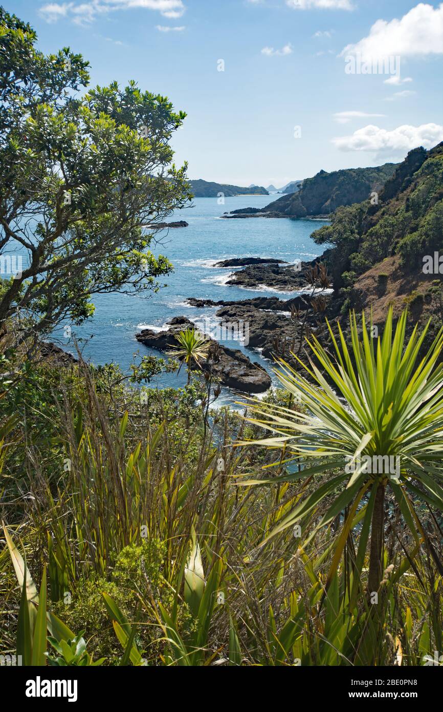 Moturua Island Bush Walk Bay of Islands Nouvelle-Zélande Banque D'Images Moturua Island Bush Walk Bay of Islands Nouvelle-Zélande Banque D'Images