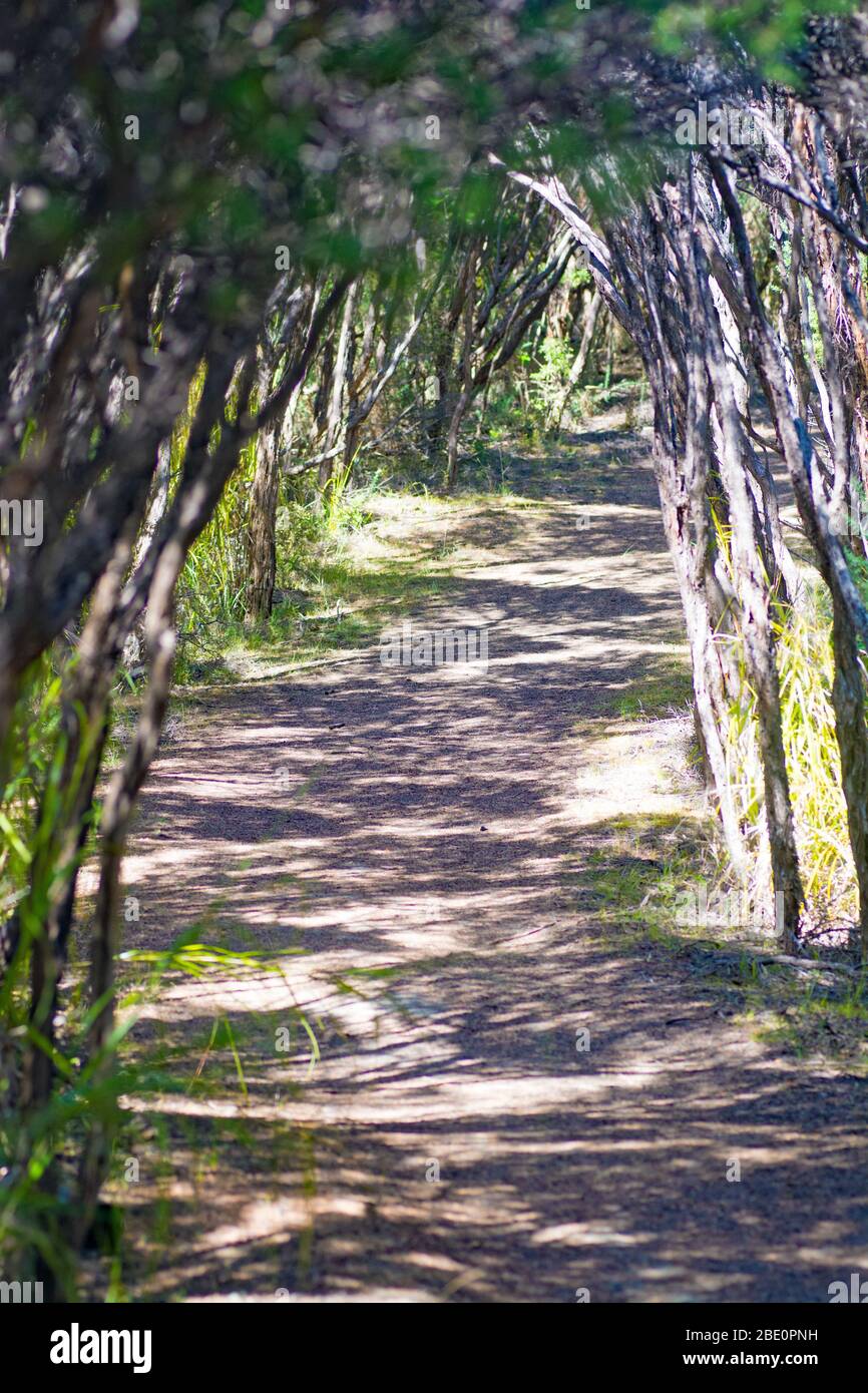 Moturua Island Bush Walk Bay of Islands Nouvelle-Zélande Banque D'Images Moturua Island Bush Walk Bay of Islands Nouvelle-Zélande Banque D'Images