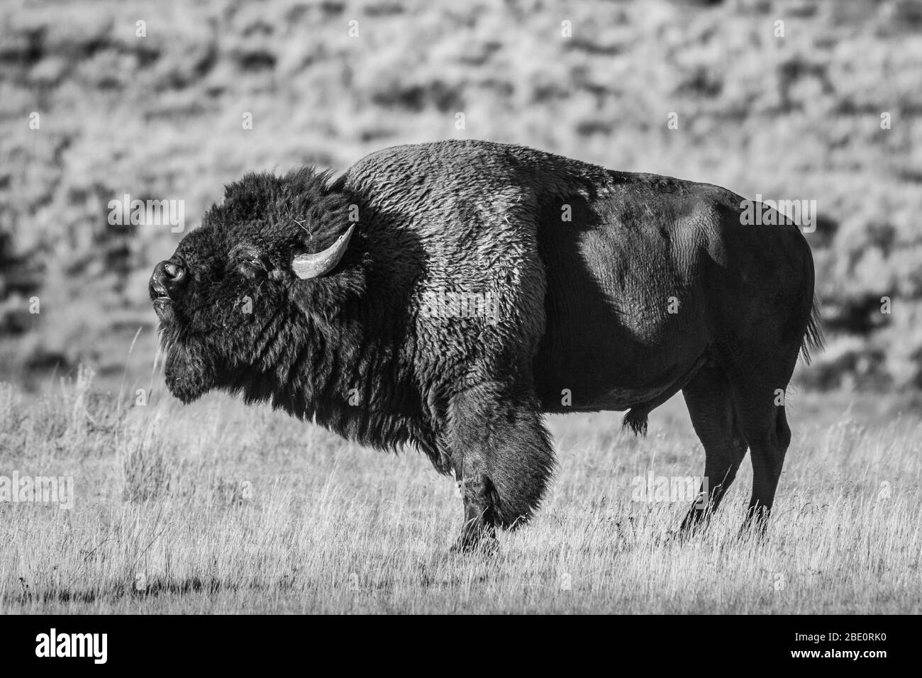 Un bison des taureaux (alias buffle américain) affiche la réaction de Flehman (alias, courbe des lèvres) pendant le rut (alias, saison d'accouplement) dans le nord-ouest du Wyoming. Banque D'Images