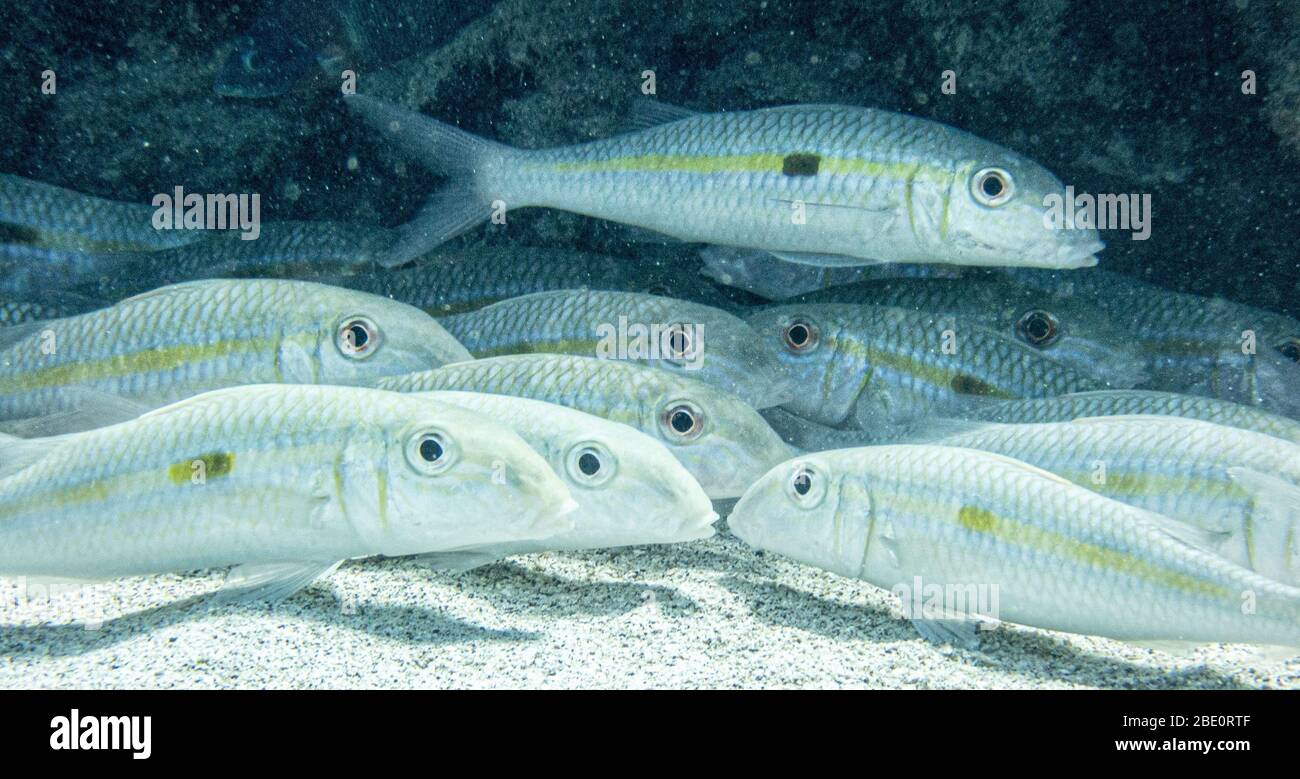 Poisson De Raie Jaune Banque d'image et photos Alamy — free download