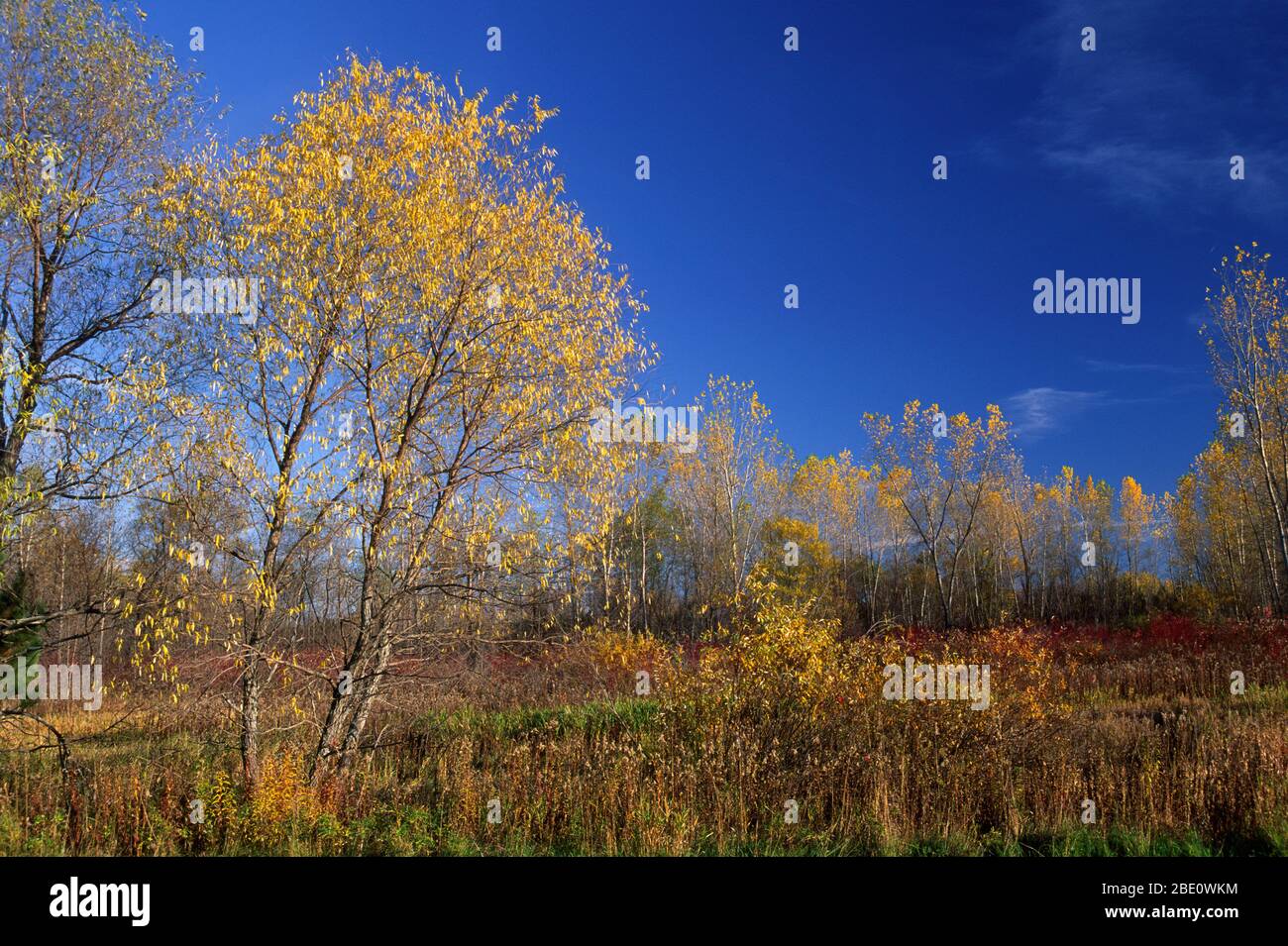 Willow, Rice Creek Chain of Lakes Regional Park, Minnesota Banque D'Images