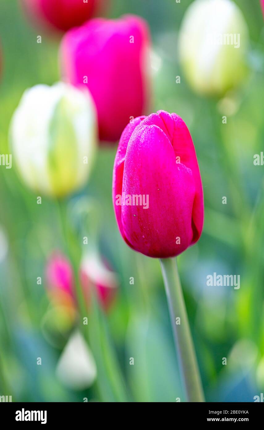 Bouton tulipe avec mise au point sélective sur la tulipe avant Banque D'Images