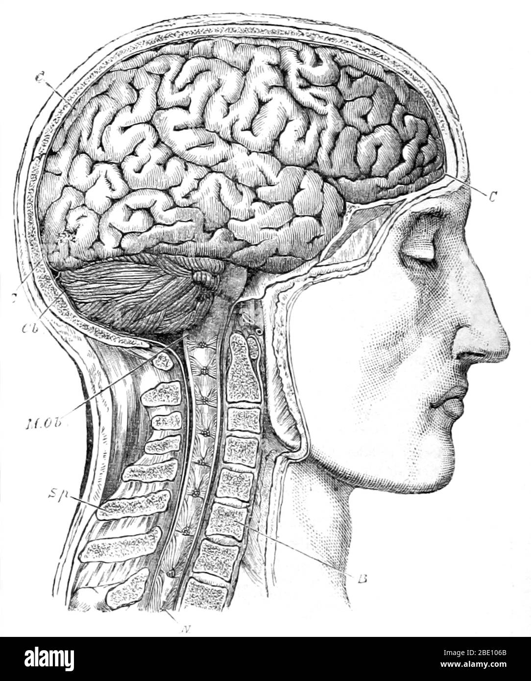 Illustration cérébrale du « Dictionnaire des sciences anthropologues » (1883) publiée sous la direction d'Alphonse Bertillon, Coudereau, A. Hovelaque, Issaurat et d'autres. Alphonse Bertillon (1853-1914) était un policier français et chercheur biométrique qui a créé l'anthropométrie, un système d'identification basé sur les mesures physiques. L'anthropométrie a été le premier système scientifique utilisé par la police pour identifier les criminels. Dans ce système, la personne a été identifiée par la mesure de la tête et du corps, des marquages individuels (tatouages, cicatrices) et des caractéristiques de personnalité. Cette illustration est Banque D'Images