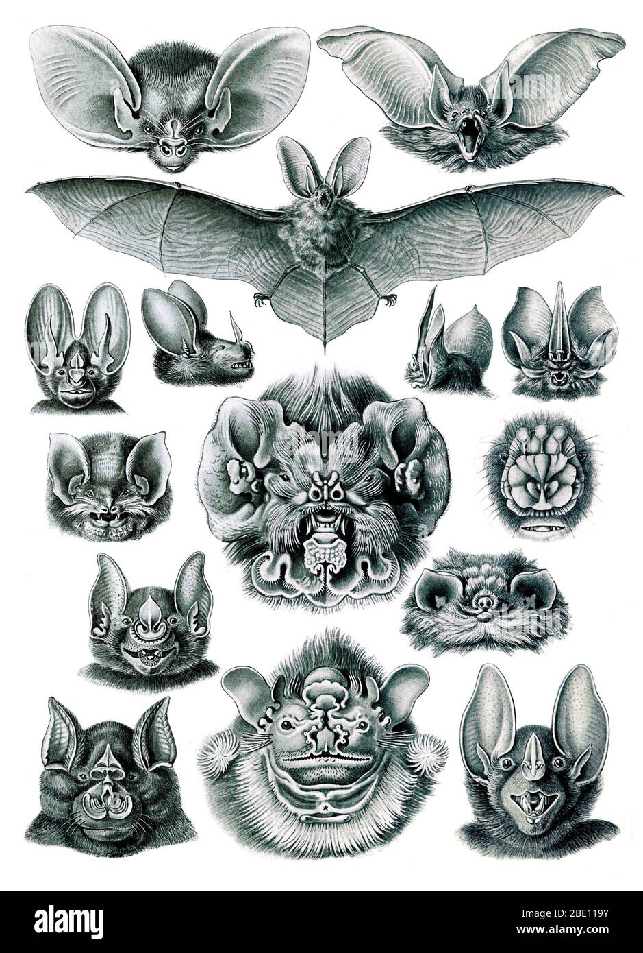 Ernst Haeckel, les chiroptères, les chauves-souris Banque D'Images