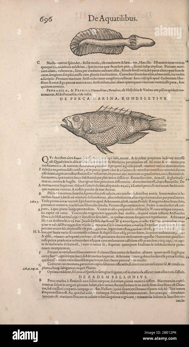 Historia animalium (« Histoire des animaux »), publié en 1551–1558 et 1587, par Conrad Gessner. Banque D'Images