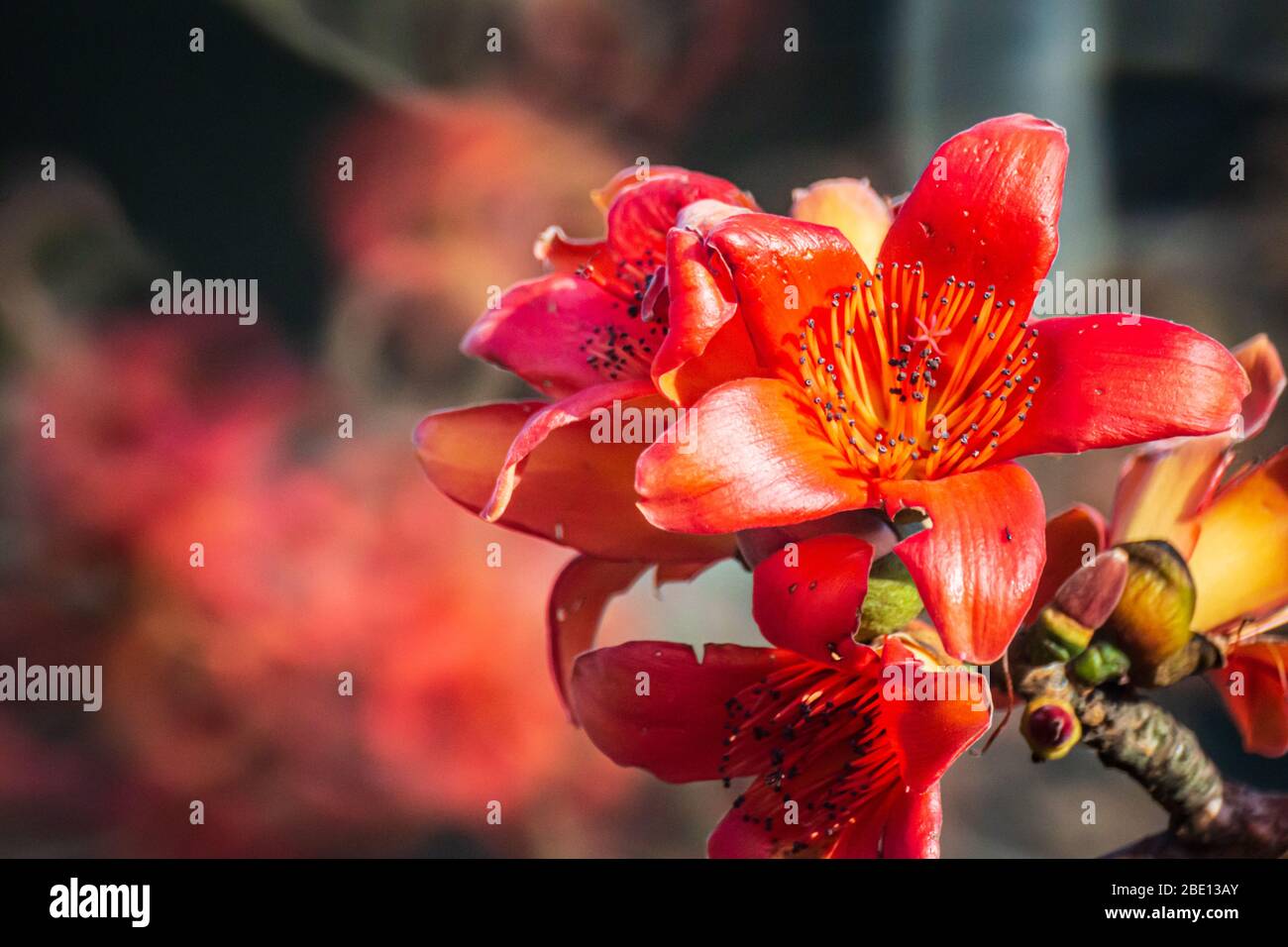 Feu rouge de fleur de Kapok à Hong Kong Banque D'Images