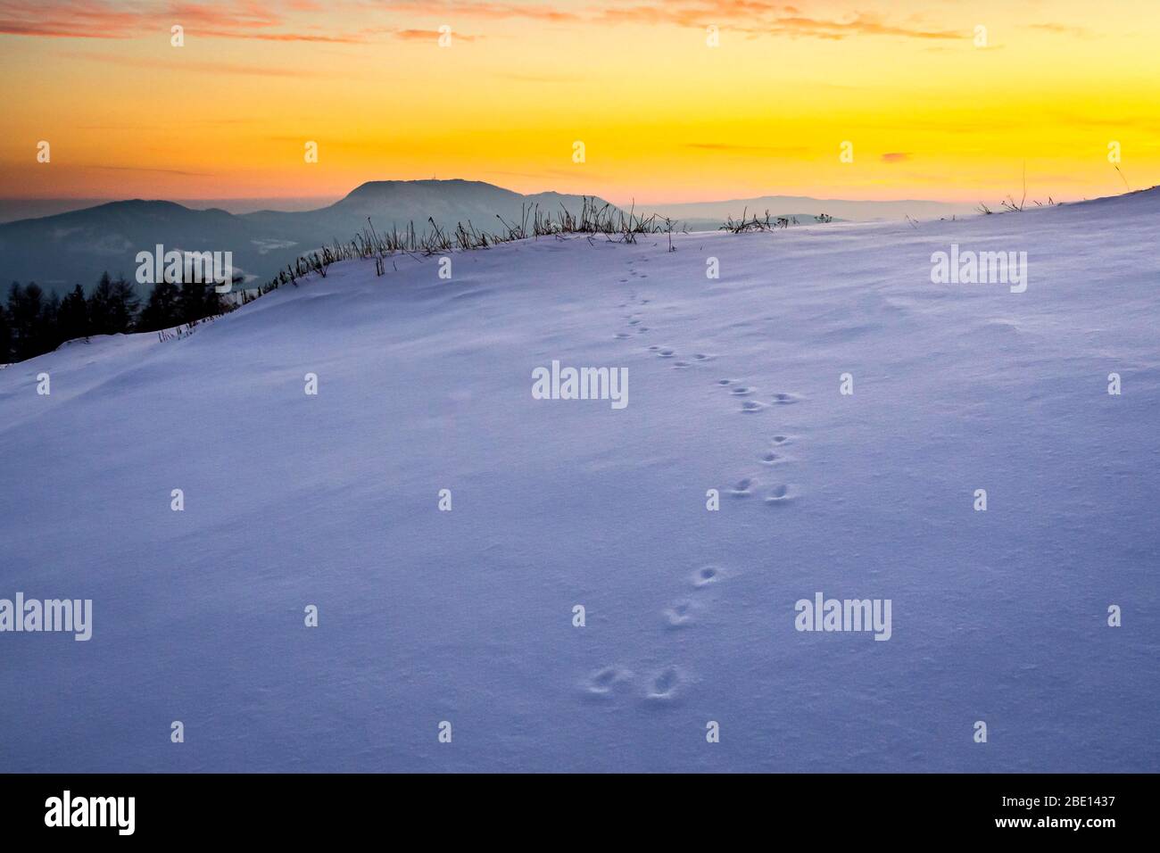 Hare suit dans la neige au coucher du soleil, réserve naturelle Hohenauer Ochsenhalt, Styrie, Autriche Banque D'Images