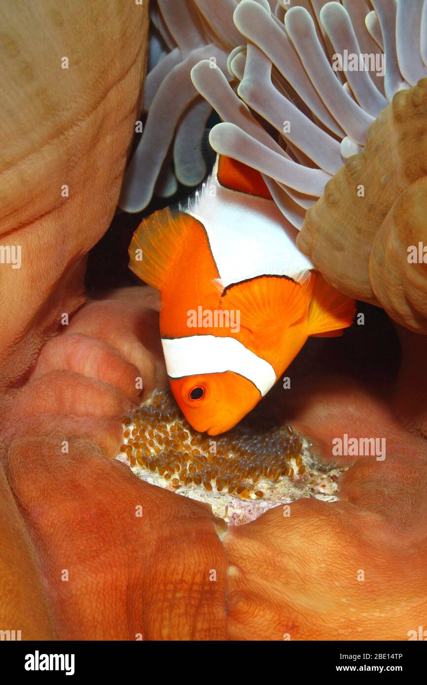 Le corégone d'Anemonefish Amphiprion ocellaris portant des oeufs pondus à la base de l'hôte magnifique Anemone, Heterotis magifica. Tulamben, Bali, Indonésie. Banque D'Images