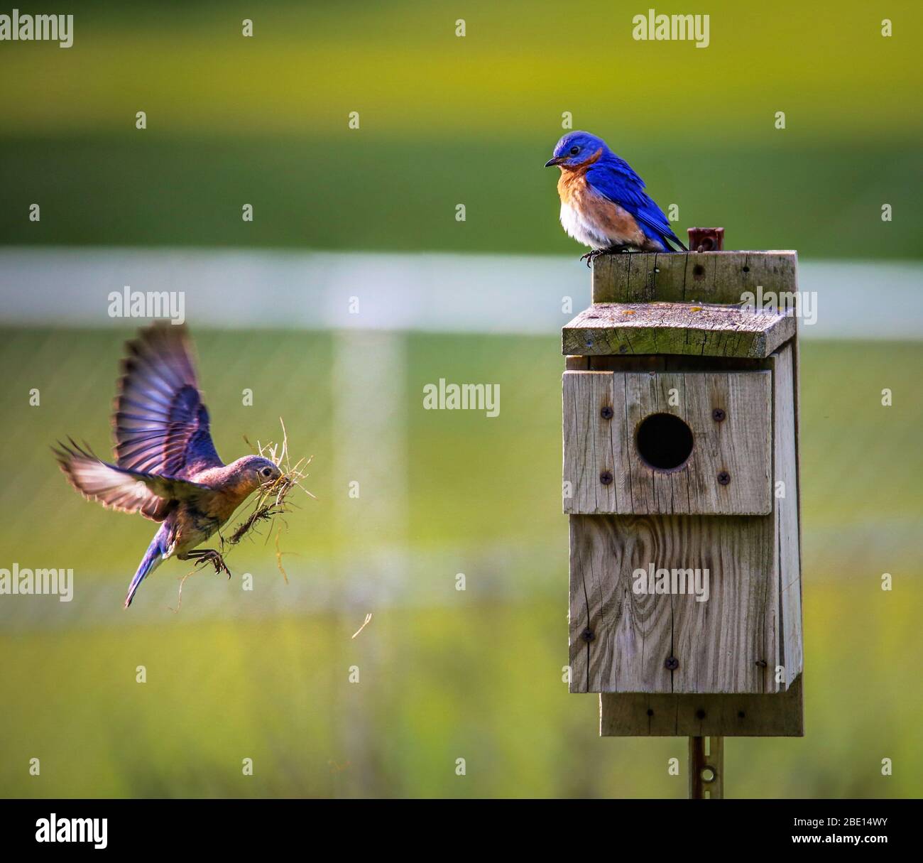 Le plus beau Parrot bleu et les chênes de l'influenza aviaire mode repos assis d'oiseau. Banque D'Images