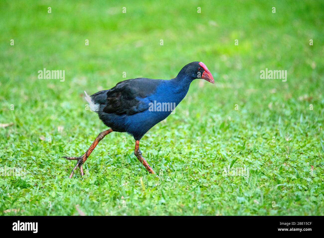 Swamphen pourpre Porphyrio porphyrio melanotus Sydney, Australie 24 octobre 2019 adultes Rallidae Banque D'Images