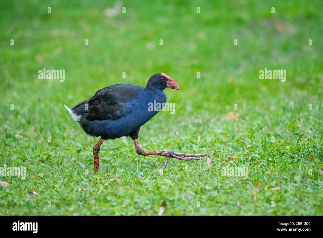 Swamphen pourpre Porphyrio porphyrio melanotus Sydney, Australie 24 octobre 2019 adultes Rallidae Banque D'Images