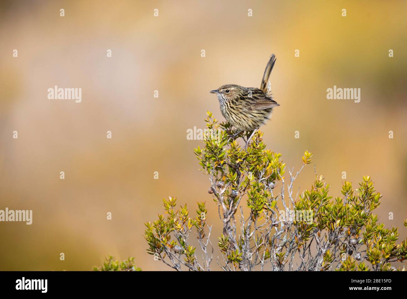 Fieldwren Calamanthus fuliginosus Cradle Mountain National Park, Tasmanie, Australie 19 novembre 2019 Maluridae adultes Banque D'Images