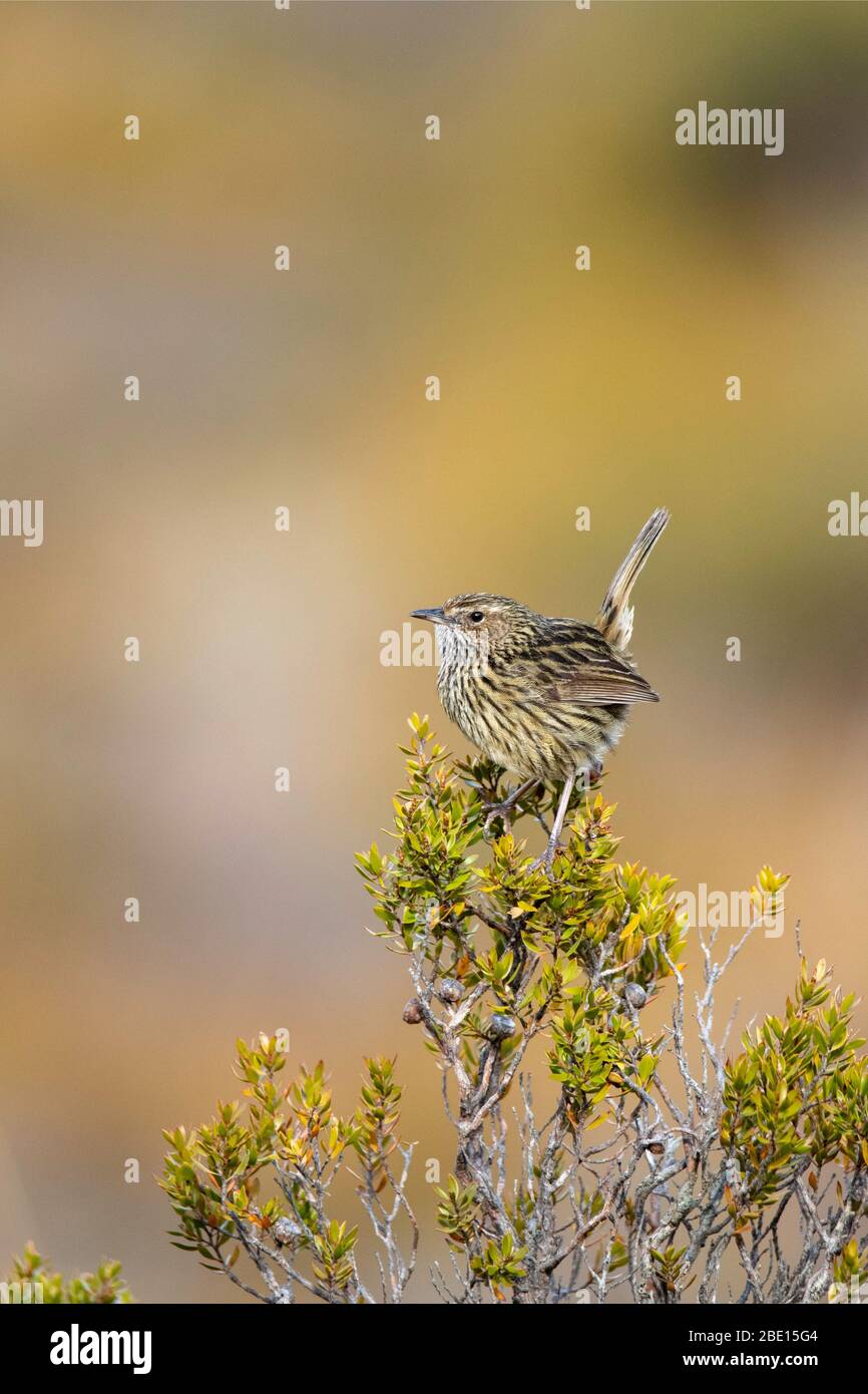 Fieldwren Calamanthus fuliginosus Cradle Mountain National Park, Tasmanie, Australie 19 novembre 2019 Maluridae adultes Banque D'Images