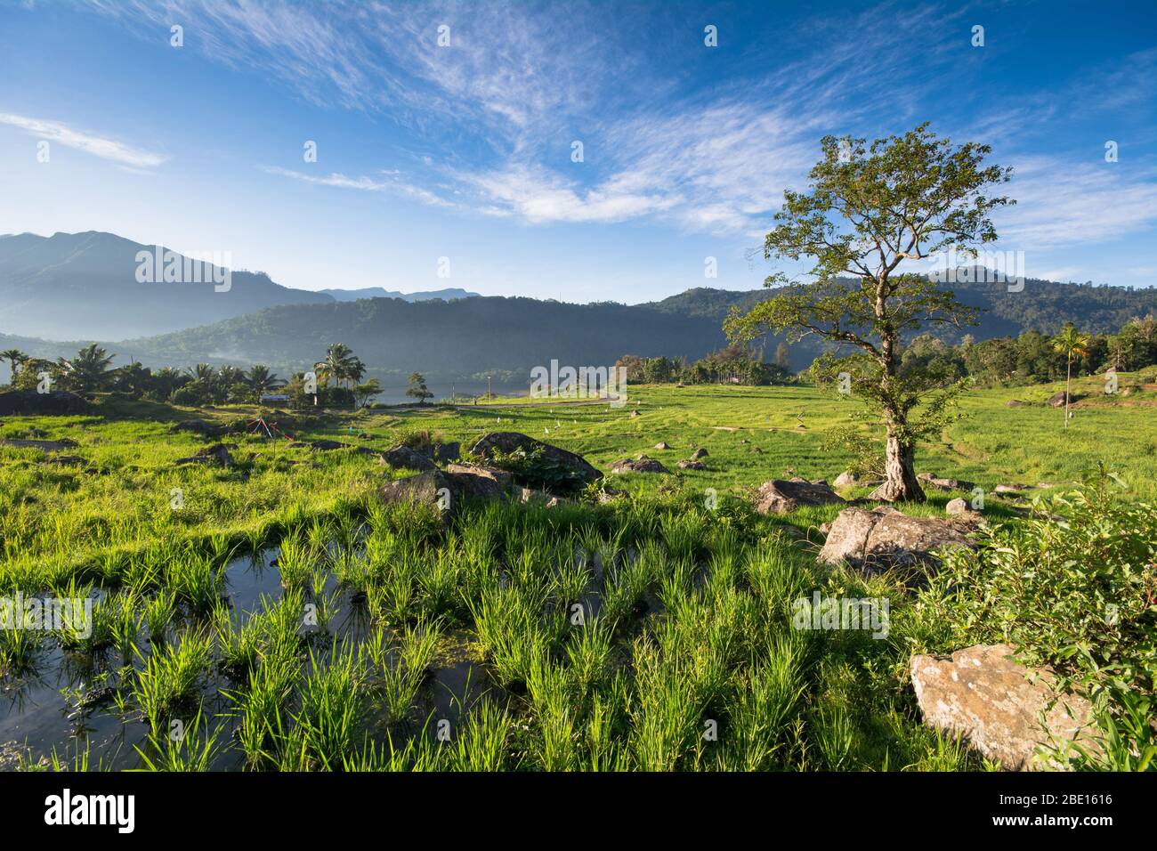 Terres de riz terreced de Kotmale, les Hilands du centre de Sri Lanka. Banque D'Images
