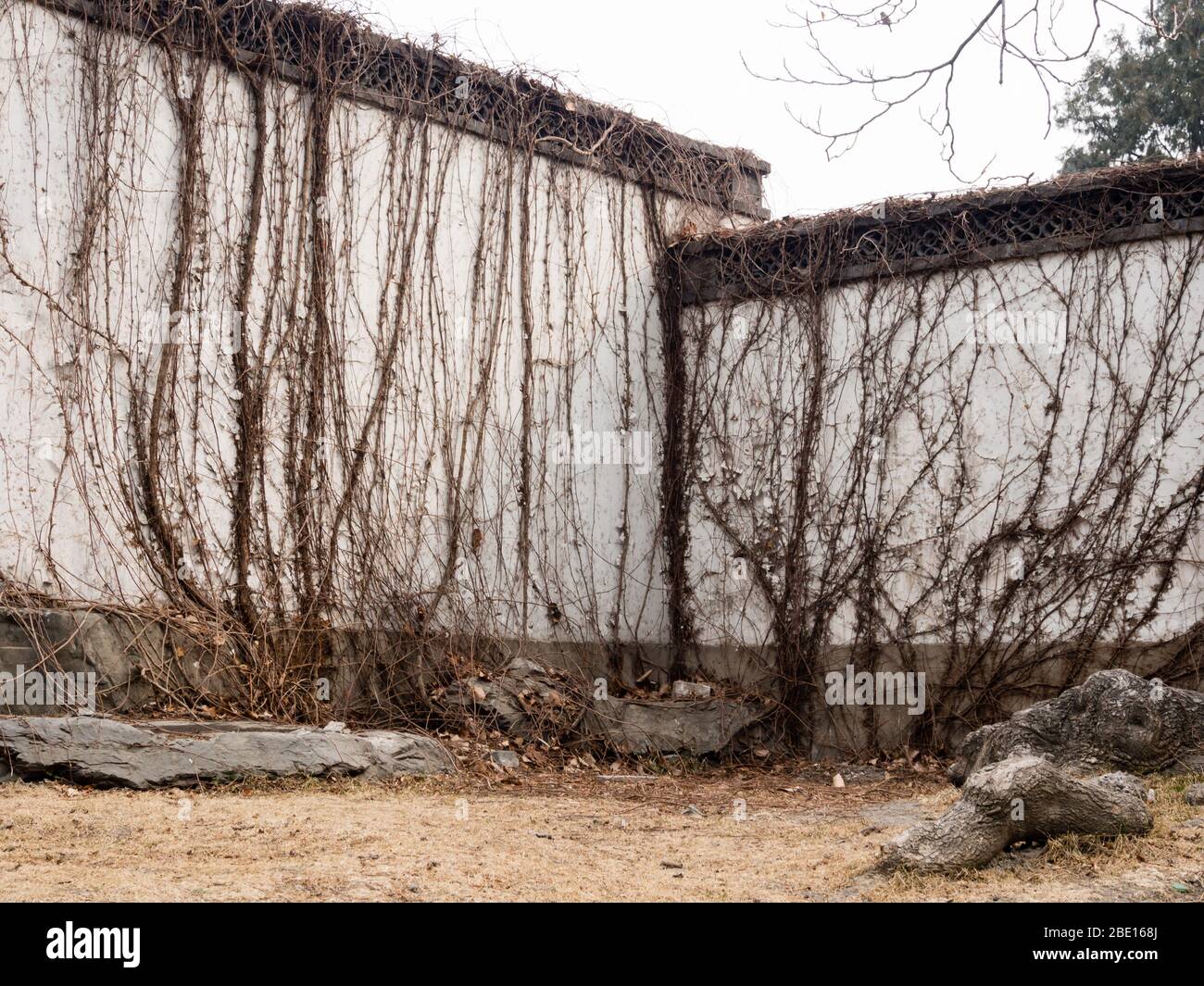 Vignes séchées sur le mur du jardin chinois Banque D'Images