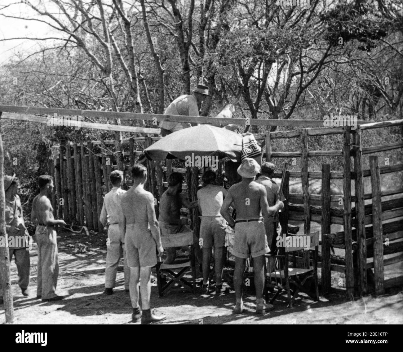 Deuxième unité de tournage de gros plans d'un Rhinoceros dans la cage en bois pour MOGAMBO 1953 réalisateur JOHN FORD scénario John Lee Mahin jouer Wilson Collison Metro Goldwyn Mayer Banque D'Images