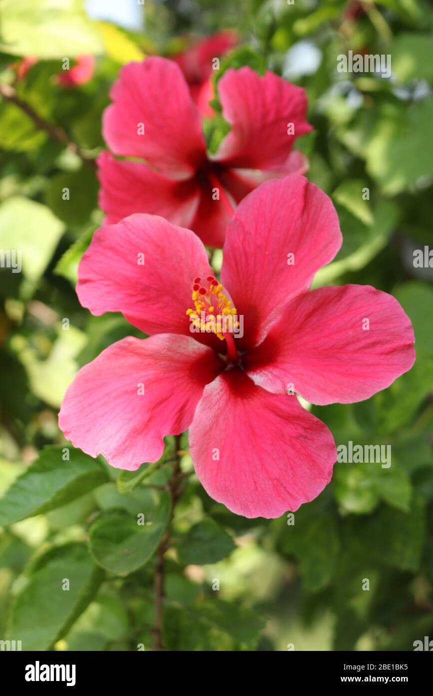 Rose rouge chinoise Hibiscus Hibiscus rosa-sinensis Banque D'Images