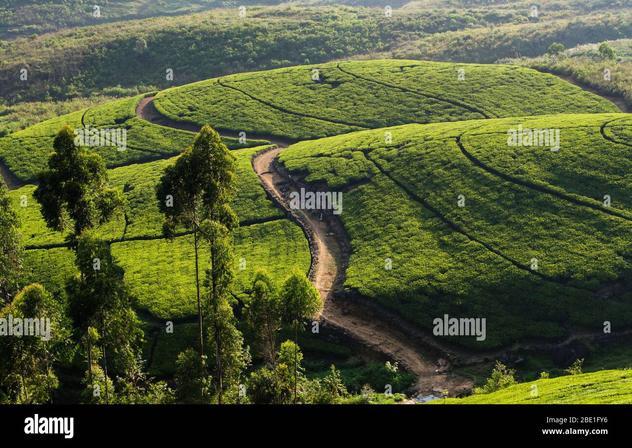 Plantation de thé dans le pays de colline près de Hatton, Sri Lanka Banque D'Images