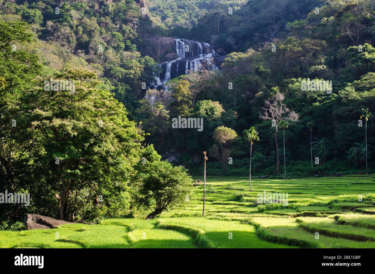 Rathna Ela (champ de pierres précieuses), à 111 mètres, est la 14ème plus haute cascade au Sri Lanka, située à Hasalaka, dans le district de Kandy. Banque D'Images